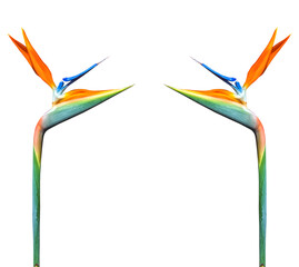 colorful long stem bird of paradise flower border or frame on a white background with copy space