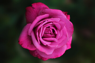 The magnificent scarlet rose sparkles with its beauty