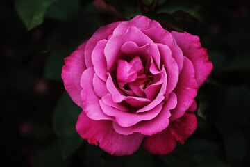 Purple rose opened its beautiful bud