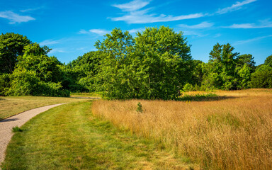Peaceful grassy meadow with trees and curved footpath against blue sky background