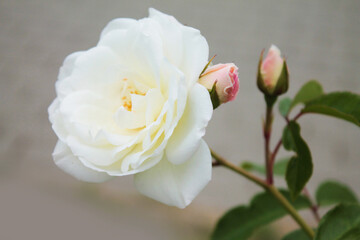 Delicate white rose flaunts in the wind