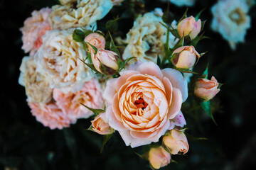 A constellation of delicate orange roses with buds plays the melody of the morning