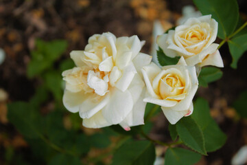 Trio of delicate white roses playing the morning song