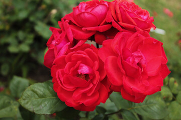 Five bright red roses bask in the evening sun on a flower bed