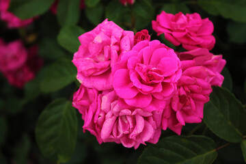 Flowers inflorescences of delicate pink roses tell fairy tales to each other