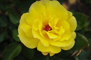 Delicate and cheerful yellow rose floats on the waves of the wind