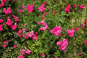 A bush of bright pink roses bask in the evening sun on a flower bed