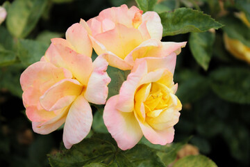 Fototapeta na wymiar Three buds of tender pink roses soar in the air