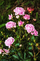 Beautiful and delicate rosebuds meet the morning dawn and rejoice in the warm sun