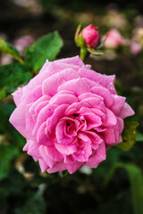 Delicate pink rose opens its bud after a night's sleep