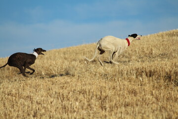 Spanish greyhound in mechanical hare race in the countryside