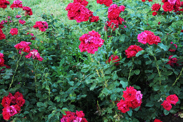 Carpet of colorful red roses in a botanical garden