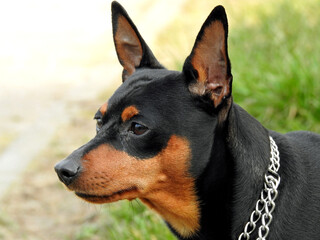 super energetic miniature pinscher dog named Carlos who lives in the city of Białystok in...