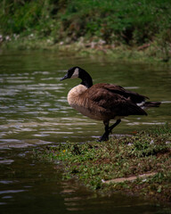 Goose next to lake