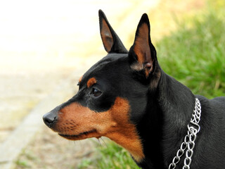 super energetic miniature pinscher dog named Carlos who lives in the city of Białystok in Podlasie, Poland