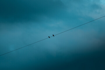 Two birds sit on a power line