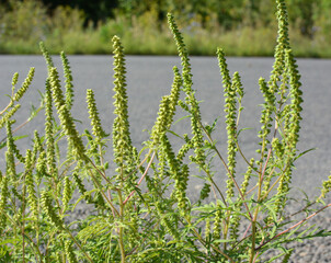 Ambrosia (Ambrosia artemisiifolia) grows in nature