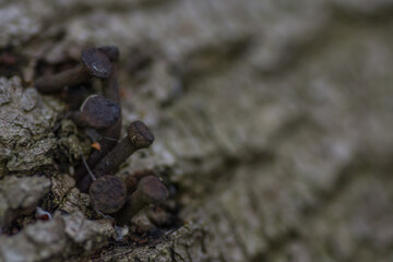 rusty nails on a tree bark