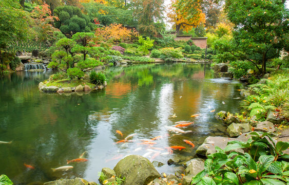 Fish KOI and orange colors of autumn  in Japanese garden in Kaiserslautern