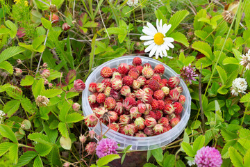 Field strawberries in a plastic bucket in the grass and flowers on a summer day. Field strawberry is a traditional wild berry. which is collected by the inhabitants of Russia in the fields in summer.