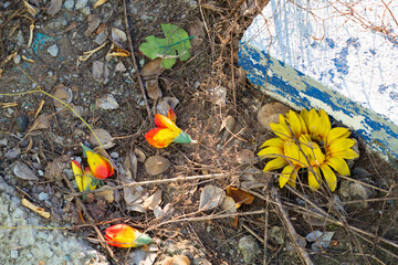 Flower arrangements placed in old graves in a cemetery