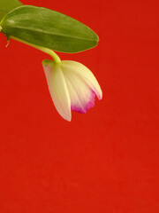 Close-up of a beautiful and delicate blooming orchid flower. White flower with pink edges. Red background. There is space for caption or text.