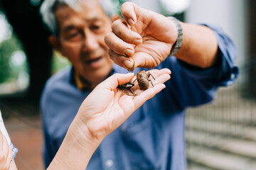 Old Vietnamese Man Holding Up a Cicada from a Hand. One Dead Cicada Insect and One Alive one. 