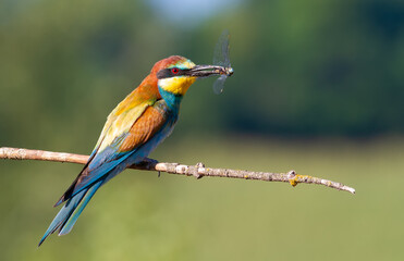 European bee-eater, Merops apiaster. Sunny morning. An adult bird has caught a beautiful dragonfly and holds it in its beak.