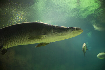 Fish under water. Arapaima fish - Pirarucu Arapaima gigas one largest freshwater fish. Fish in the aquarium behind glass.