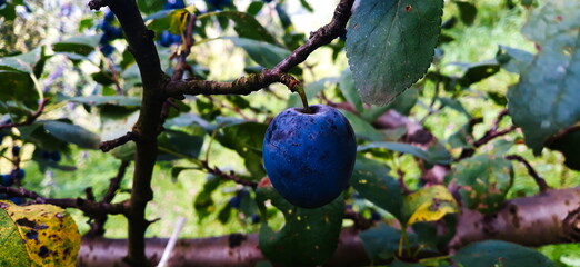 One ripe plum on a branch. Beautiful blue plum on the branch