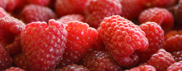 Banner of raspberries. Close up of raspberries.