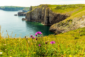 Wild flowers on the cliff top near Lydstep Cavens, Wales looking towards Skrinkle Bay in early...