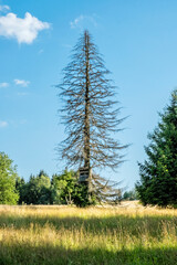 Big dried tree with screened shooting stand, Kremnica hills, Slovakia