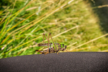 Big green grasshopper on the leg
