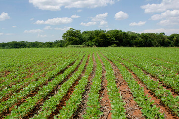 PLantação de soja transgênica