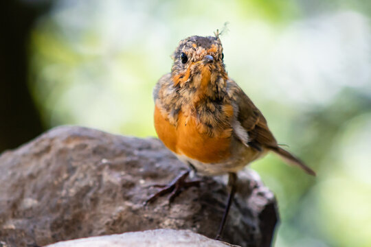 Los petirrojos j&oacute;venes mudan su plumaje a finales de verano dejando ver sus coloridas plumas de caracter&iacute;stico color naranja.
