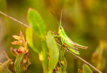 konik polny gdzieś na łące © Robert Borek