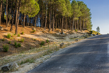 internal road in the national park of guadarrama and pine forest. Spain. Madrid - 374395349