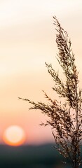 Obraz premium Wheat field at sunset