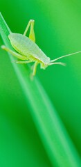 Grasshopper on a leaf