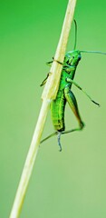 Grasshopper on a leaf