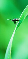 Insect on a leaf