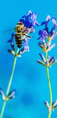 Bee on a flower 2