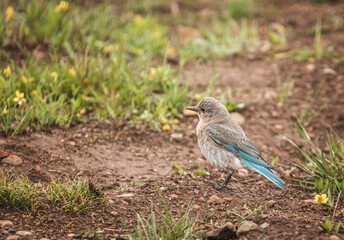 Blue bird