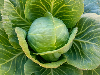 Obraz premium Growing white cabbage in the garden. High quality photo.