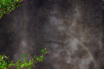 cement wall background with green leaves branch 