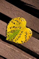 Yellow autumn leaf of heart shape lies on wooden bench in the park. A leaf fell from a foxglove tree (Paulownia Tomentosa), also known as Princess tree. Autumn romance theme.