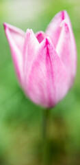 Obraz na płótnie Canvas Pink tulip closeup
