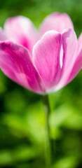 Pink rose tulip
