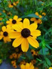yellow flowers in the garden